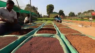 বীজ থেকে চারা তৈরির সহজ পদ্ধতি - নার্সারি ব্যবসার টিপস