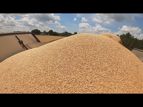 Wheat Harvest Time Lapse
