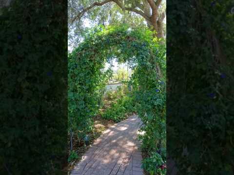 Butterfly Pea Vine From Seeds #shorts #short #flowers #nature #ramzan