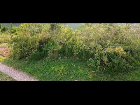 Luke Diamante - MARACUJÁ