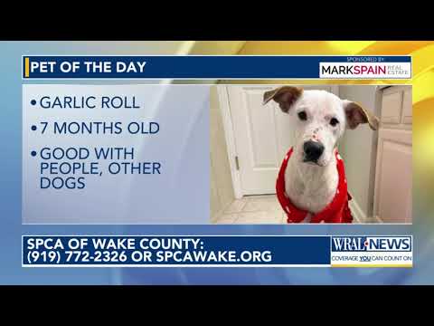 Pet of the Day for Nov. 14, 2025 - YouTube