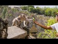 The Bartering Monkeys of Bali | Planet Earth III
