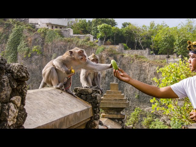 The Bartering Monkeys of Bali | Planet Earth III