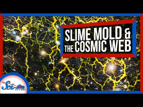 スライムカビはいかにして宇宙論の謎に挑むのか｜サイゾーウーマンニュース (How Slime Mold Is Tackling Mysteries of Cosmology | SciShow News)