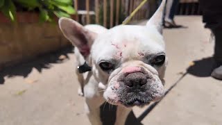 Free microchipping and crate rentals ahead of July 4th at Santa Barbara County Animal Shelters