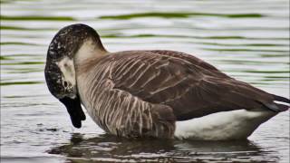 Brandi Carlile - &quot;What Did I Ever Come Here For&quot;