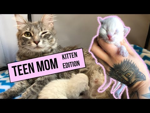 This young mama was still a kitten when she gave birth. Ugh. Now I'm raising both kittens!