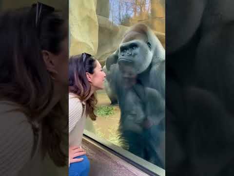 One day in Zoo! Gorilla Busted viral mem!