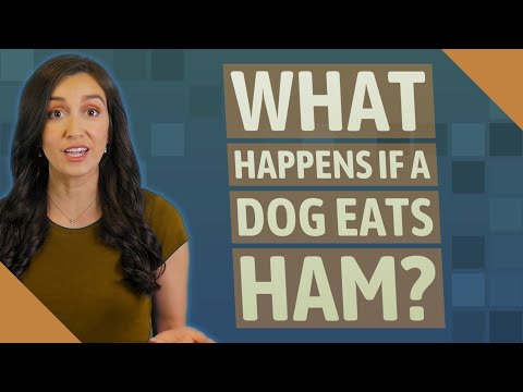 What happens if a dog eats ham?