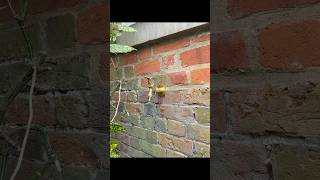 Preview of Tap replacement and water filter install.