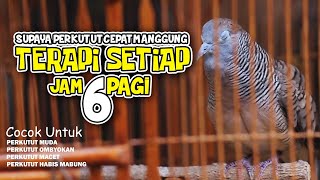 Download lagu SUARA PERKUTUT LOKAL MELATIH MENTAL PERKUTUT MUDA mp3