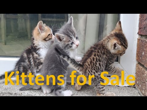 Beautiful Kittens For Sale - Image 2
