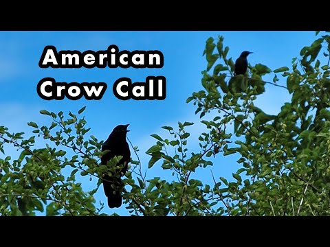 American Crows Perching In Trees Making Loud Calls - Crow Sounds