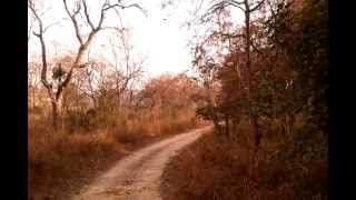 preview picture of video 'Tiger Sighting at Jim Corbett National Park Safari'