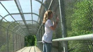 Animal Collective Banshee Beat music video