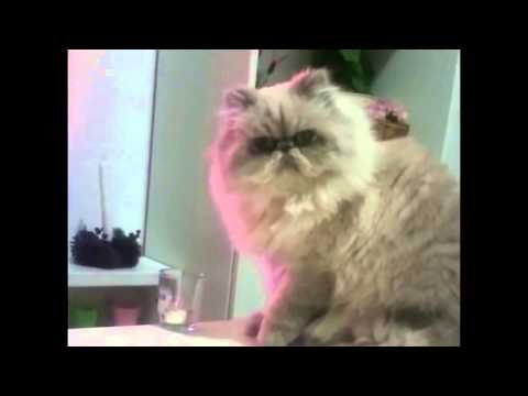 Thug Cat knocks glass off table