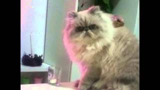 Re: [閒聊] 純粹惡的反派是不是很少？