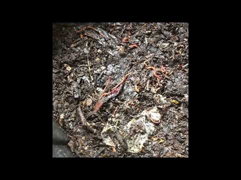 Worm bin break down: indoor Vermicomposting