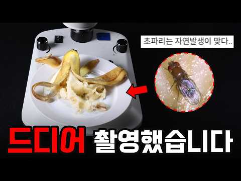 현미경 200시간 촬영..! 초파리는 여기서 나타납니다