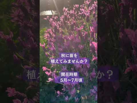 馬糞を嫌う植物