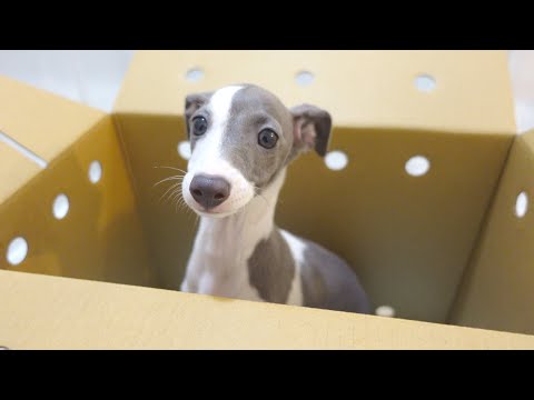 イタリアン グレーハウンドまたはリトル イタリアン ウルフハウンド