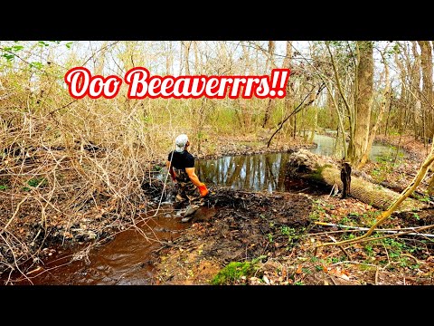 Beaver Water Backed Up Everywhere! || Beaver Dam Removal At MLK Culvert! S2 EP.1!