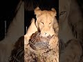 Lion Gives Up Trying To Eat A Pangolin