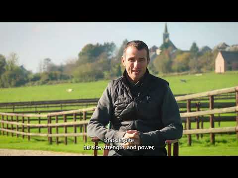 Bond Jamesbond de Hay - Wathelet & Botton Stallions 2025