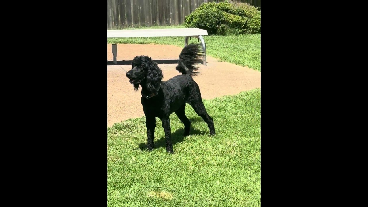Ivy, an adopted mixed breed in Chicago, IL video 6/6