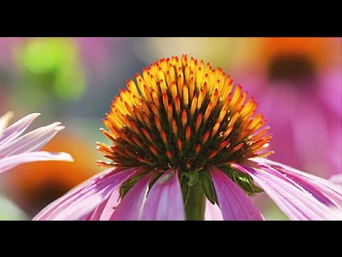 Echinacea for Colds – The Basics