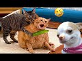 Funniest Cats And Dogs Videos 😁 - Best Funny Animal Videos 2024 🥰#7