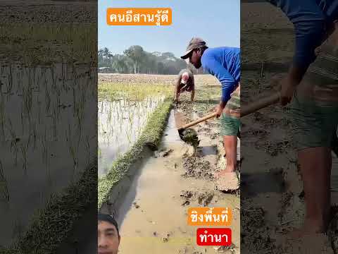 คนอีสานรู้ดีทำสิ่งนี้อาจตัดยากขาดนิดได้เลย #farming #bulldozerofficial #agriculture #shorts