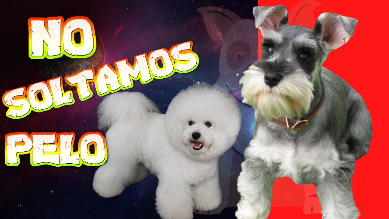 🐶Razas de Perros que no Sueltan Pelo🐕‍🦺