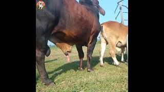 Download lagu Animal mating video, big Bull mating with Cow | iStock tv mp3