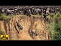 Great Migration Battle For Survival Wildebeest Crossing River Crocodile Serengeti National Park