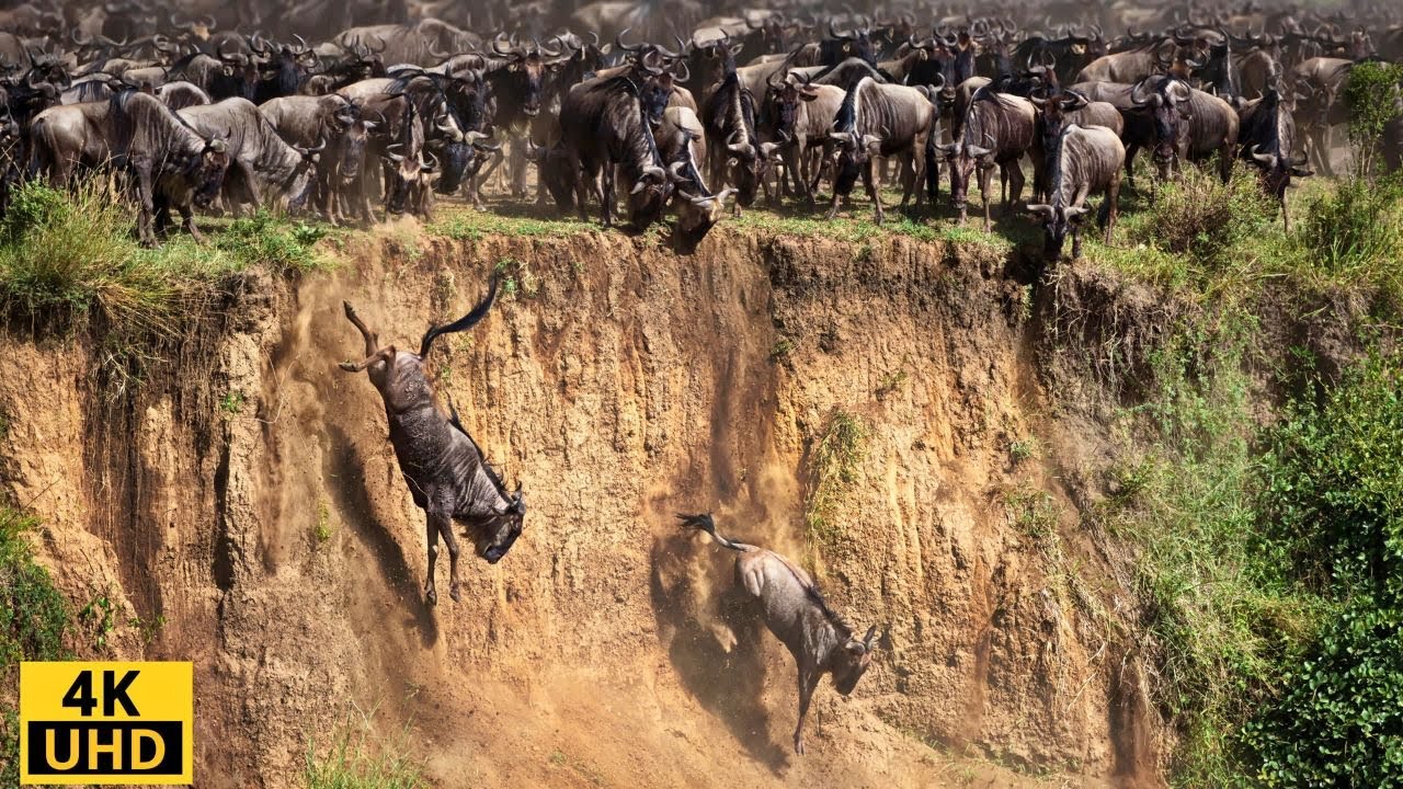 Great Migration/ Battle for Survival/ Wildebeest Crossing River Crocodile - Serengeti National Park