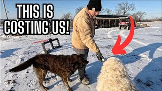 Oklahoma Blizzard 2025 – Day 2: The Farm is Frozen Solid! We Have An Egg Thief!