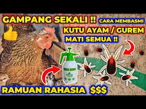 , title : 'M4TI SEMUA !! Cara Ampuh Basmi Kutu Ayam / Gurem - Ternak Ayam Kampung'