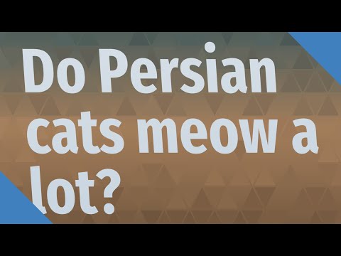 Do Persian cats meow a lot?
