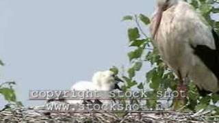 White stork &amp; offspring