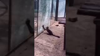 Funny Videos 2021 ● #shorts