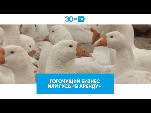 Гогочущий бизнес или гусь «в аренду». Как работает «гусиный» бизнес?