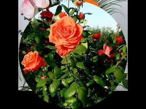 Beauty kinds of flowers Fotos video by Malik rab Nawaz awan pakistani