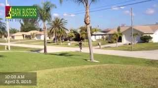 8 Year old Dogs - Dog Training of Fort Myers - Patrick Logue