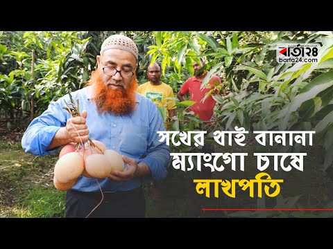 ঠাকুরগাঁও এ ব্যানানা আমের বানিজ্যিকভাবে উৎপাদন শুরু