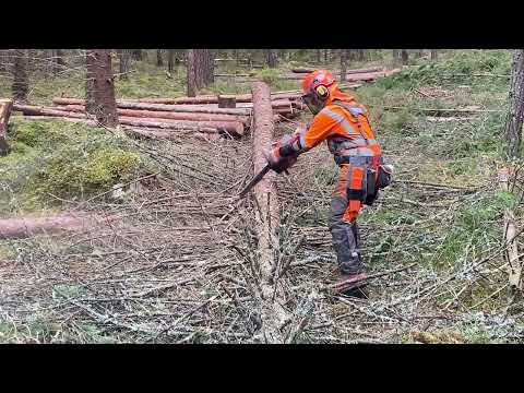 Grunden till en bra kvistnings teknik av trädstam. The basis for good limbing technique.
