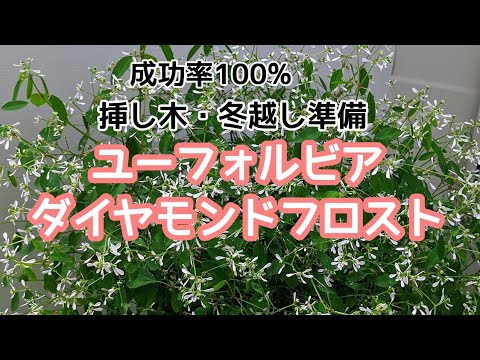 園芸 ユーフォルビア ダイヤモンドフロスト