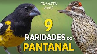 Miniatura do vídeo
