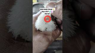 Download lagu Bisakah Kamu Menemukan Perbedaannya?🐥 Cek Jenis Kelamin Anak Ayam dari Dekat! #RaisingChicks #boyorgirl #shorts mp3