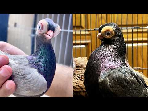 Budapest's Extraordinary Pigeon: Short-faced Tumbler